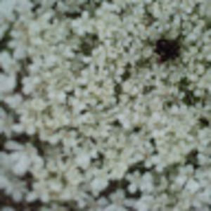 Meet your Posher, Thezahrah98